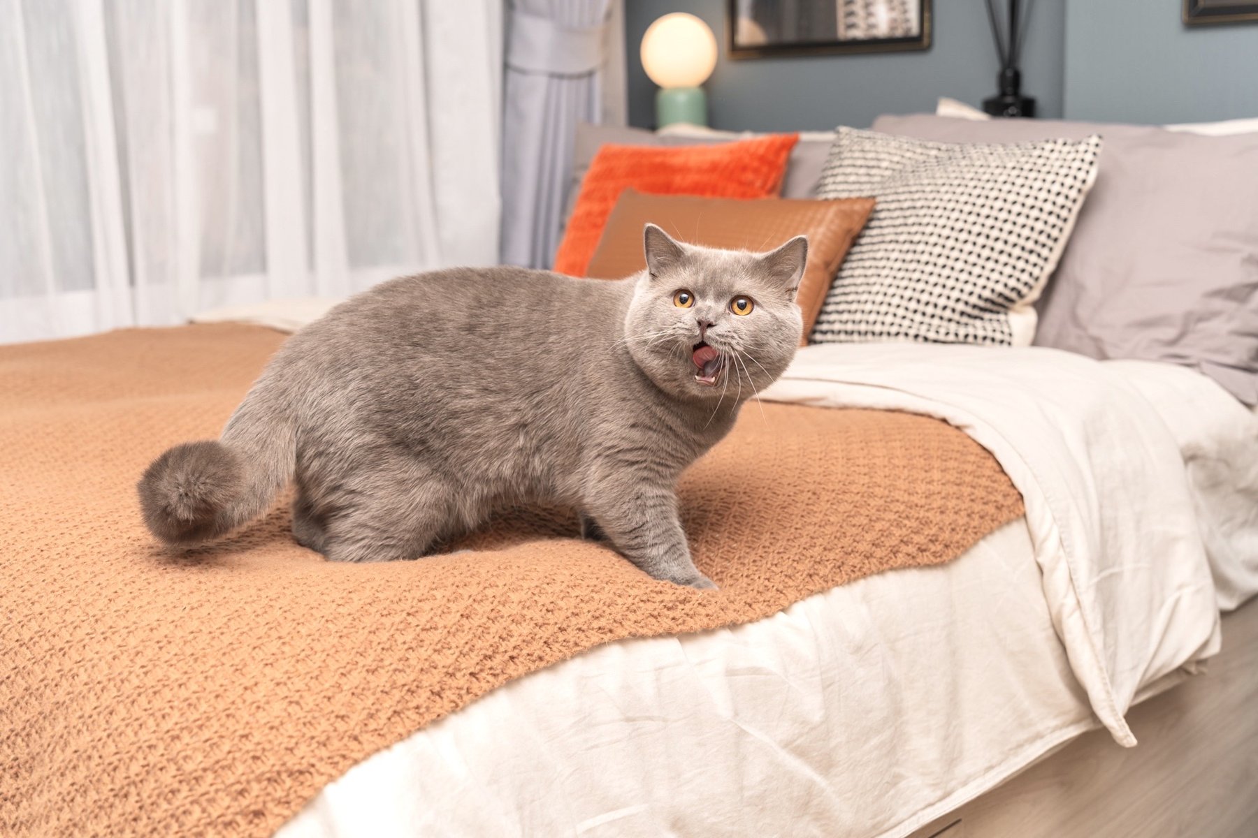 The MUVE Sukhumvit 107: A British Shorthair cat sitting on a bed inside a decorated show unit.